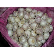 Garlic/ white garlic/Wholesale garlic price china